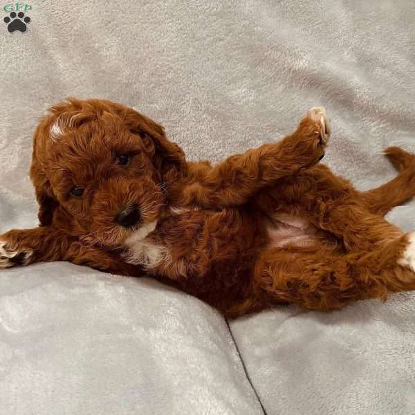 Suzie Que, Mini Goldendoodle Puppy